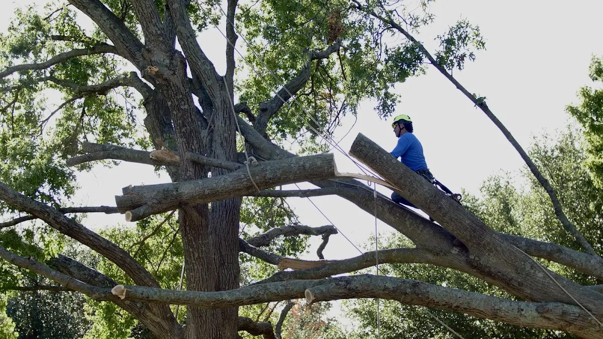 Professional Crown Thinning performed by certified arborists in Pisgah